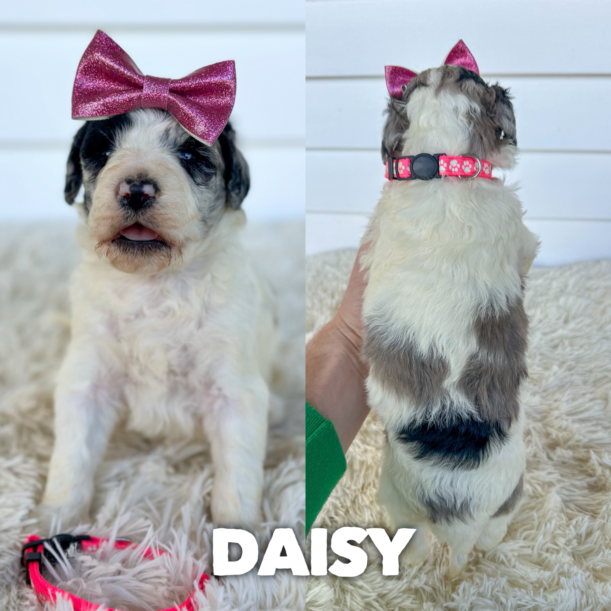 Daisy  1